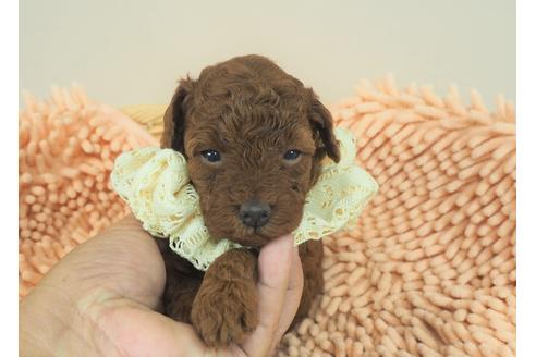 成約済の埼玉県のトイプードル-103128の1枚目